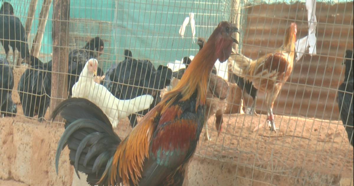 Farmers in Andhra raise concerns on inappropriate use of steroid in rooster breeding amid Sankranti rooster fight ritual